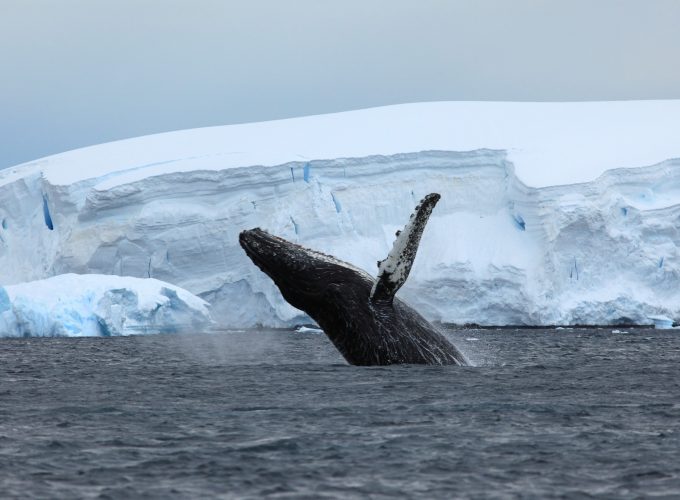Wallpaper Antarctica, ocean, ice, whale, 4k, Animals 390127309